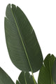 Strelitzia Green Small