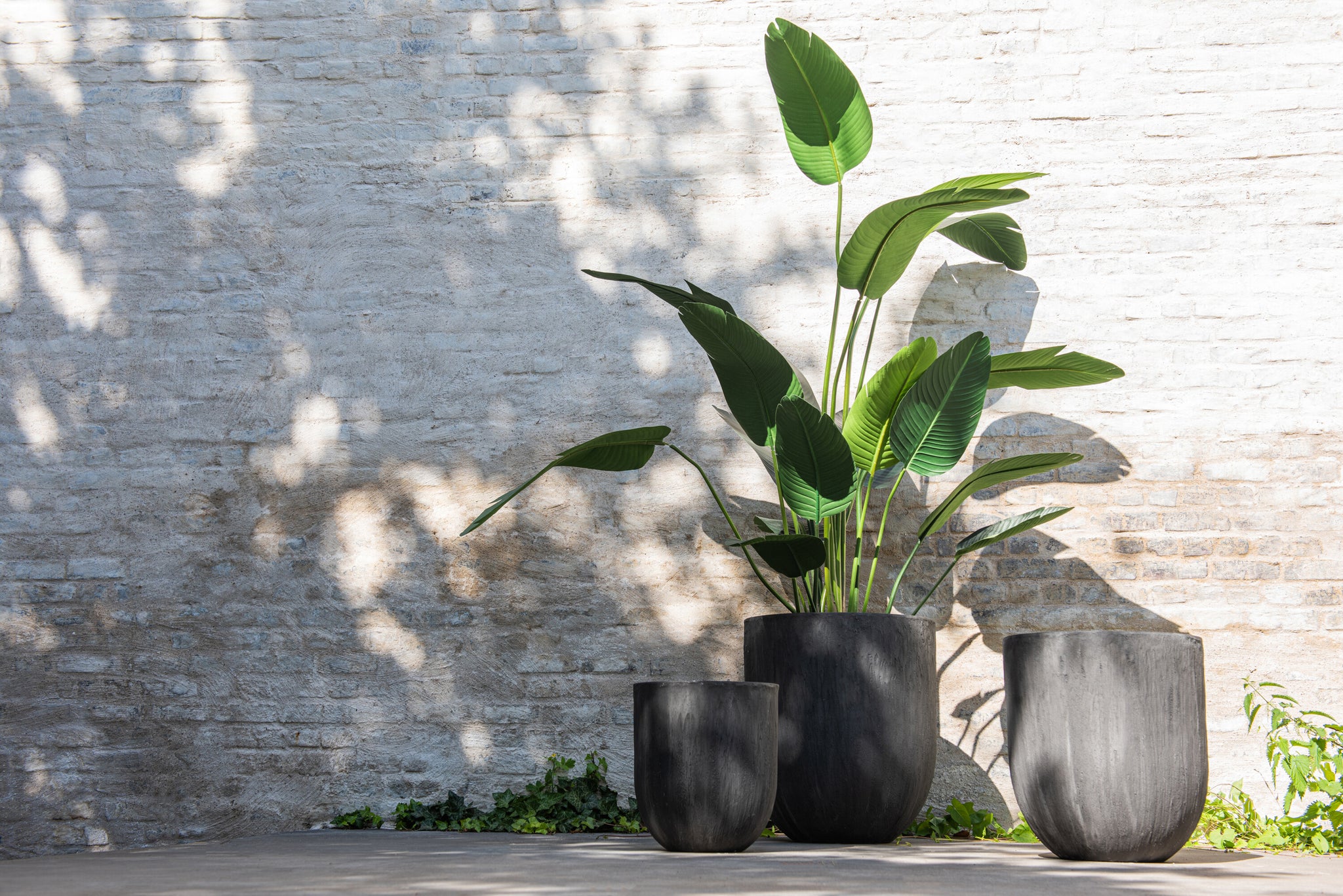 Strelitzia Green Small