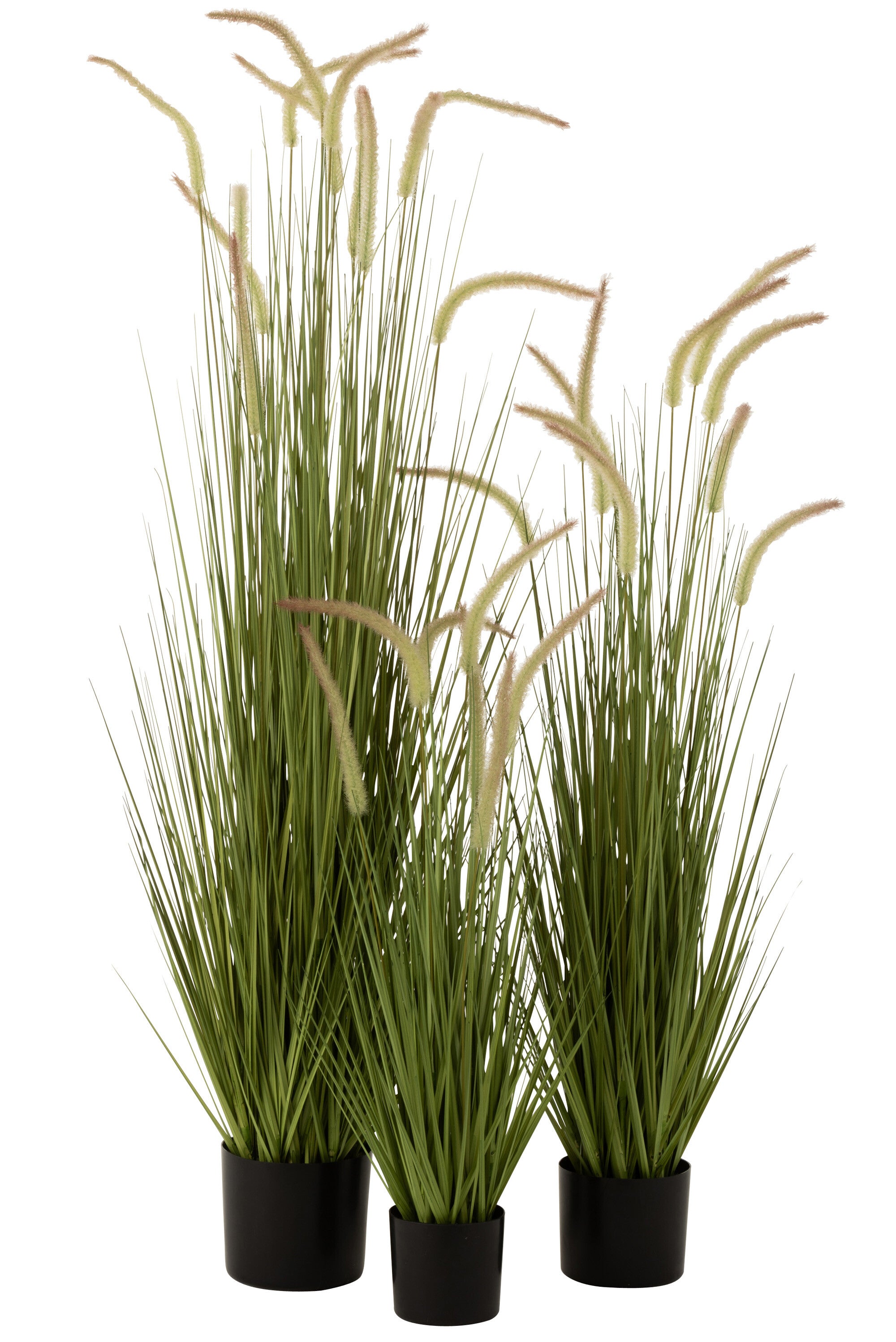 Grasses+Gramineae In Pot Plastic Green Large