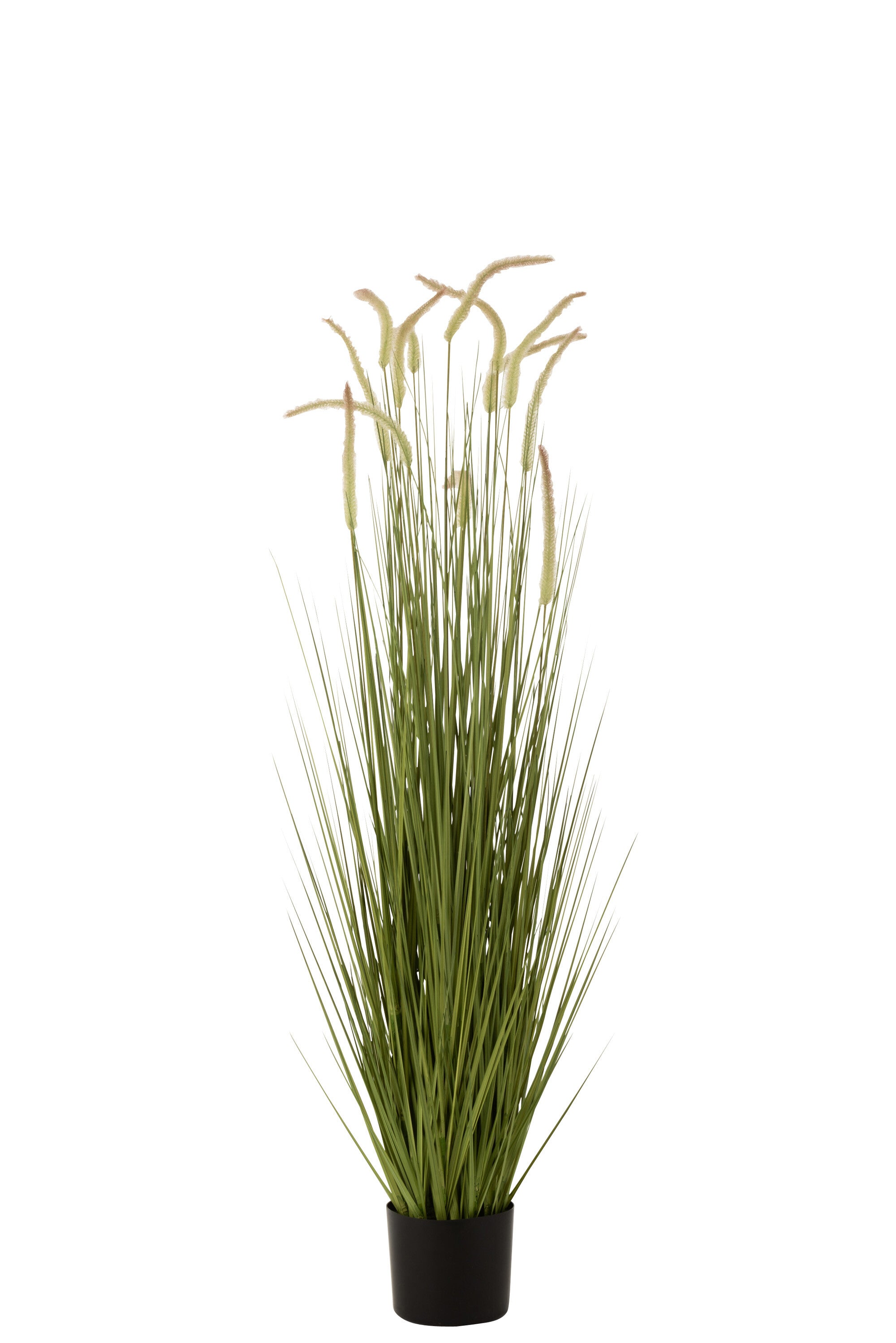 Grasses+Gramineae In Pot Plastic Green Large