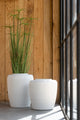 Cyperus Alternifolius 11 Heads In Pot Pvc Green Large