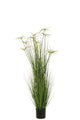 Cyperus Alternifolius 11 Heads In Pot Pvc Green Large