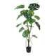 Monstera boom 180cm