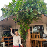 Café de buren - Gevel styling - Sharon Flowers