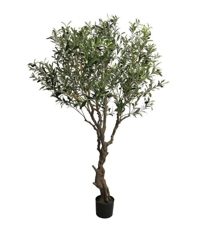 Zijden planten
