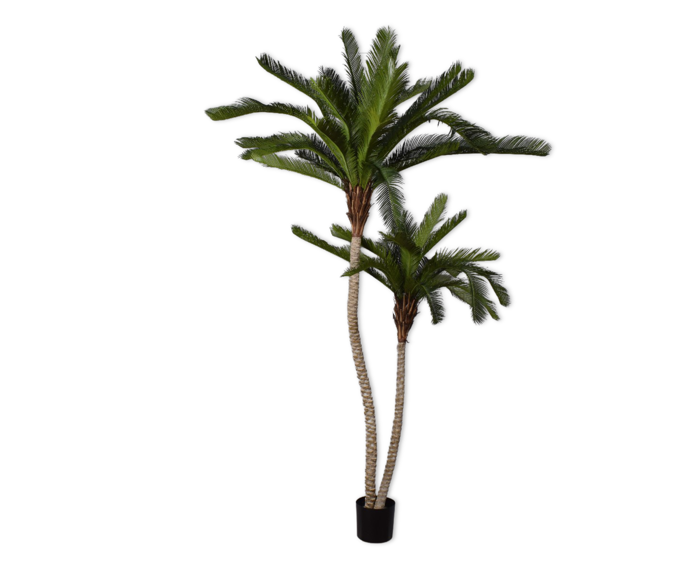CYCAS PALM GROEN  180 cm
