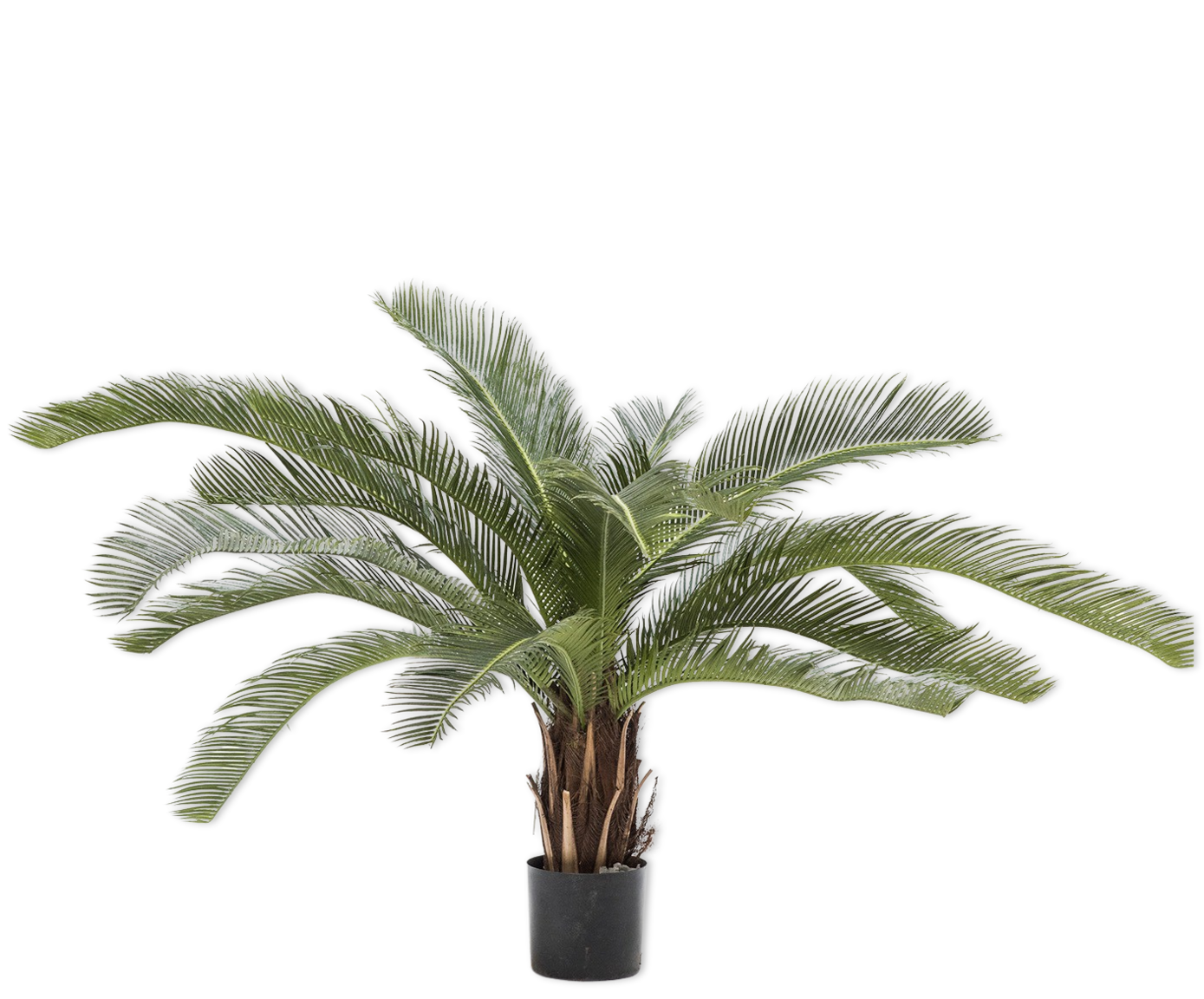 PALM  GROEN  50 cm