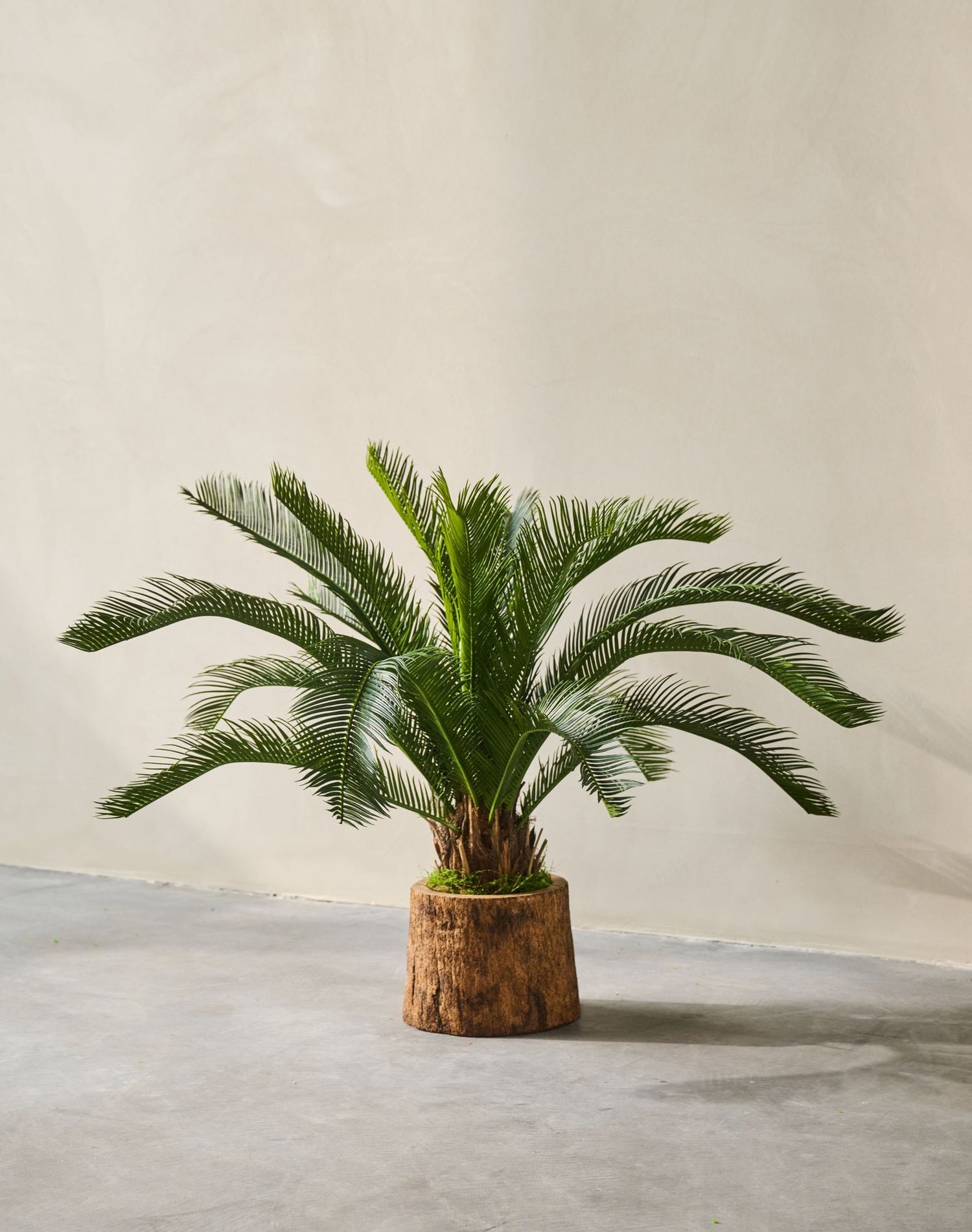 PALM  GROEN  50 cm