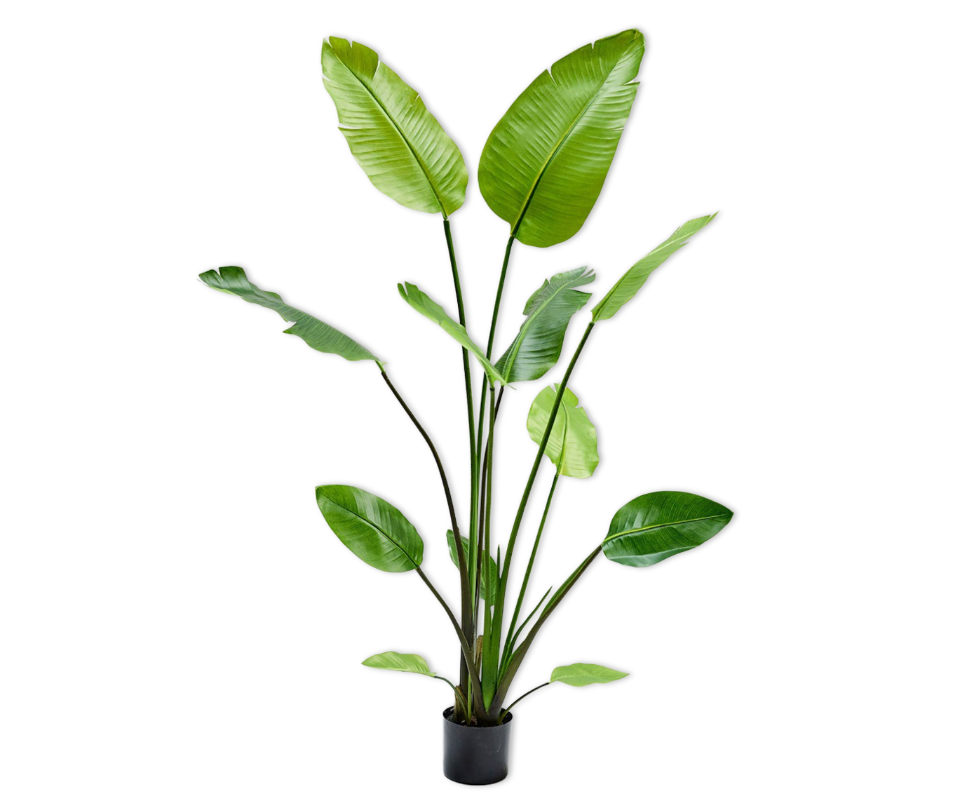STRELITZIA  GROEN  150 cm