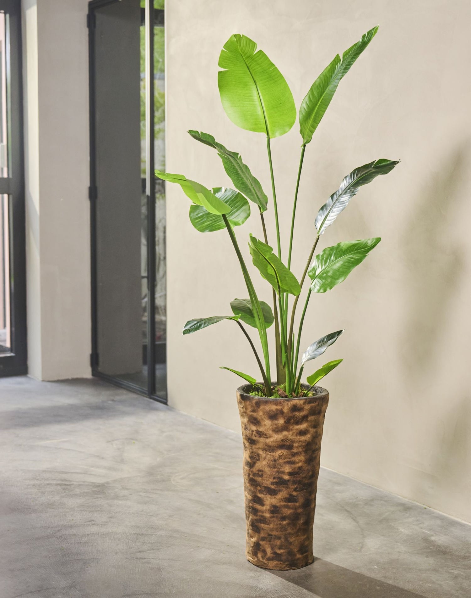 STRELITZIA  GROEN  150 cm