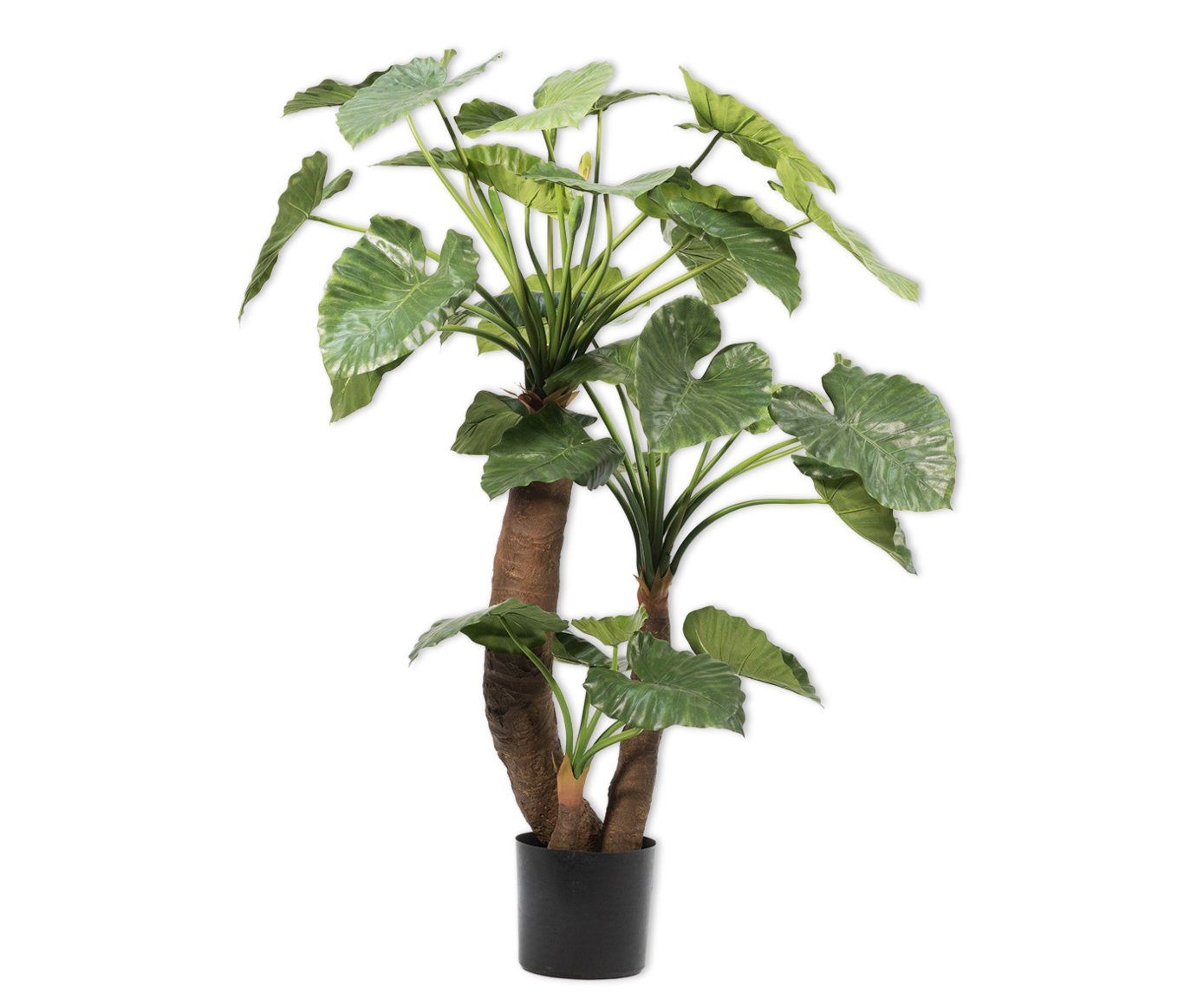 ALOCASIA  GROEN  170 cm