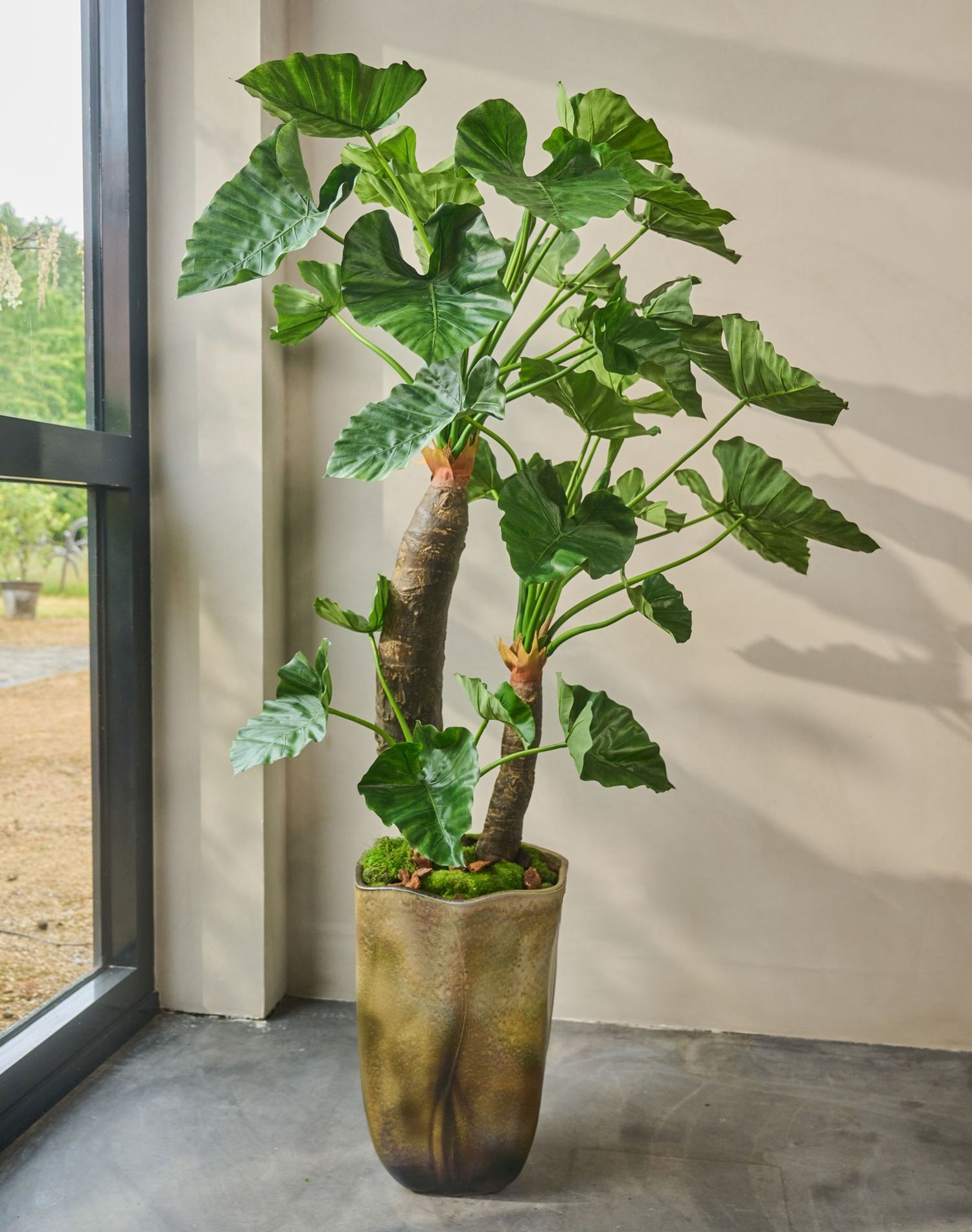 ALOCASIA  GROEN  170 cm