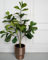 Ficus - Janice blok - Zijden plant - Kunst plant - 180cm