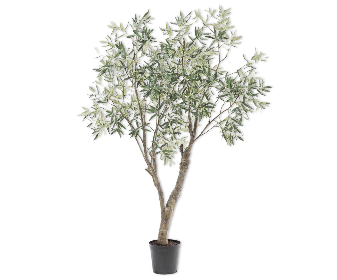 OLIJF BOOM GROEN  198 cm