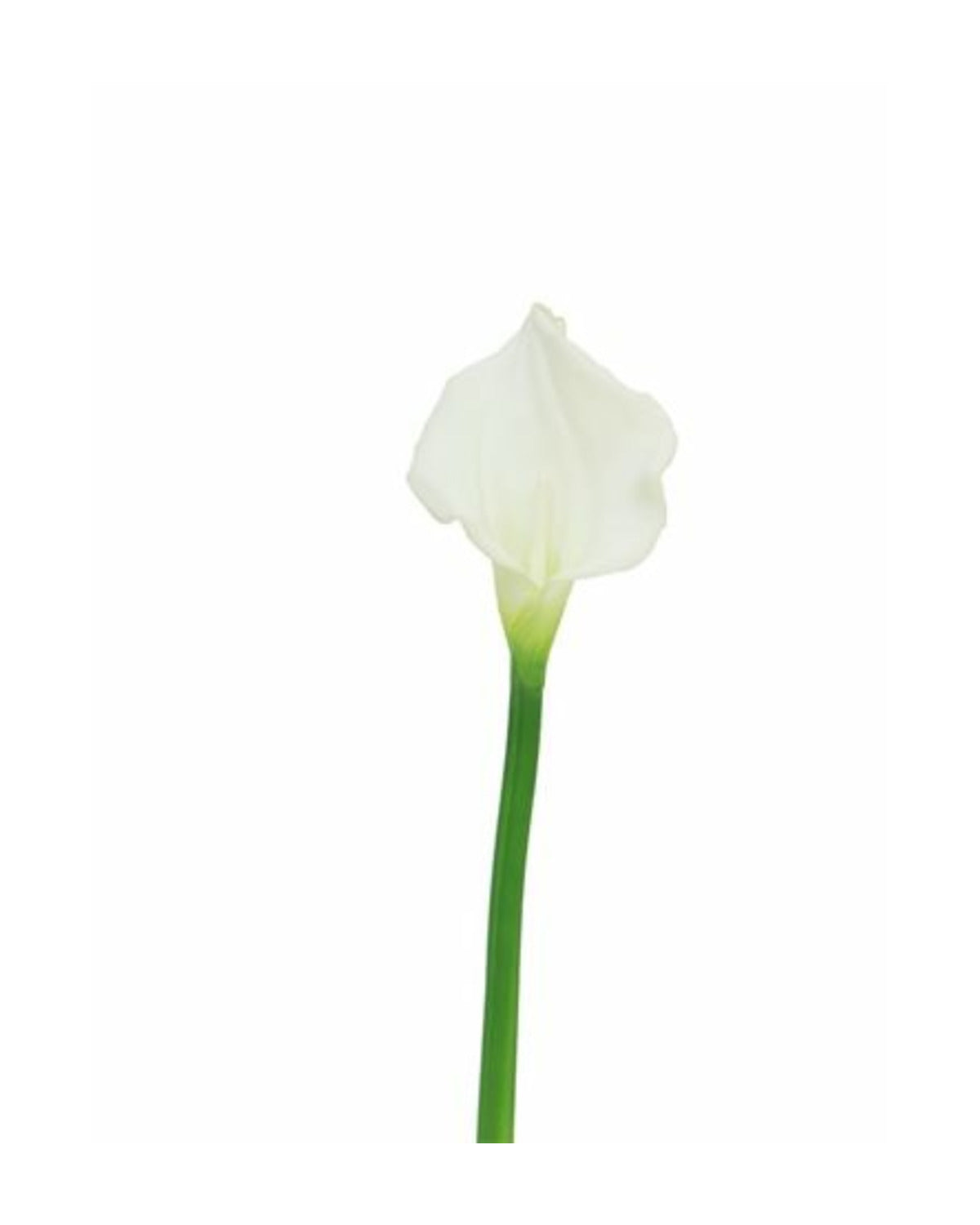 Losse zijden bloem Calla crème 55 cm