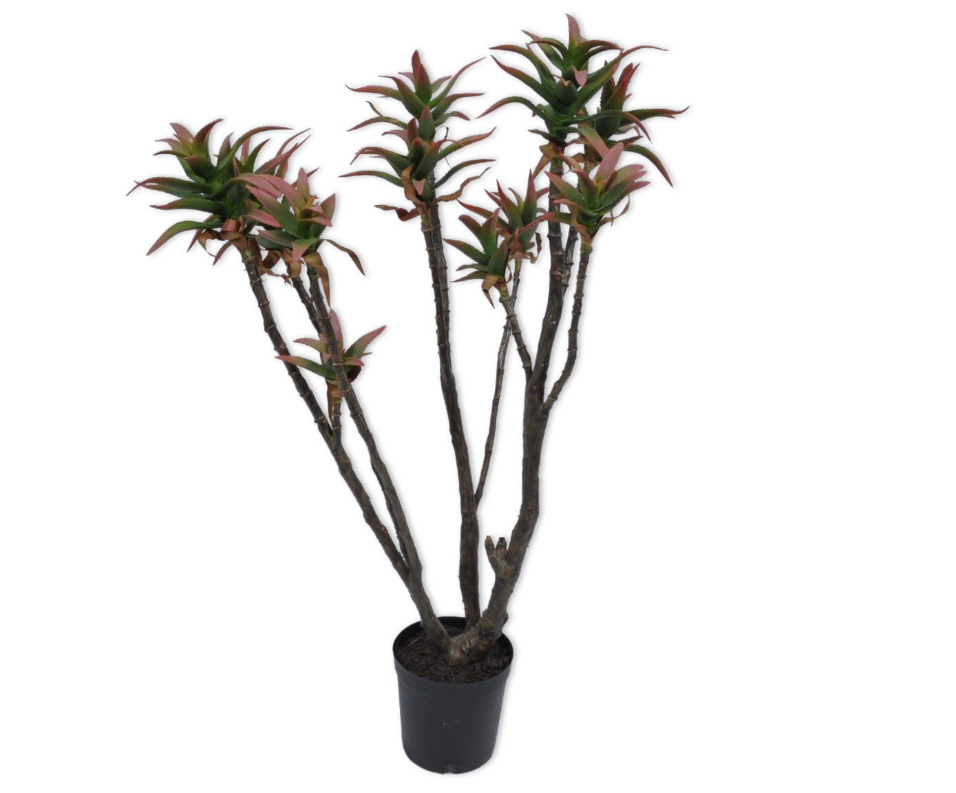 ALOE PLANT PRS/GR 96 cm