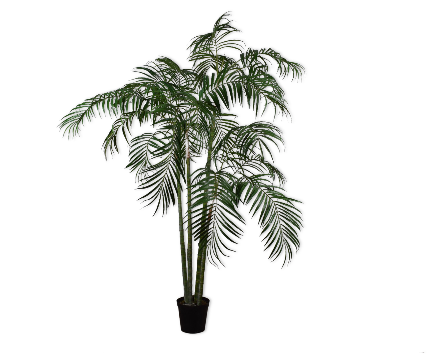 PALM  GROEN 274 cm