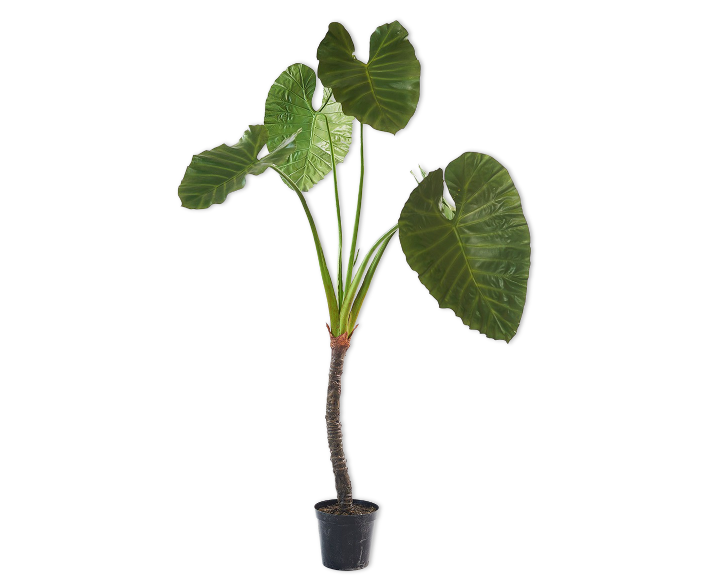 ALOCASIA  GRN DK 220 cm