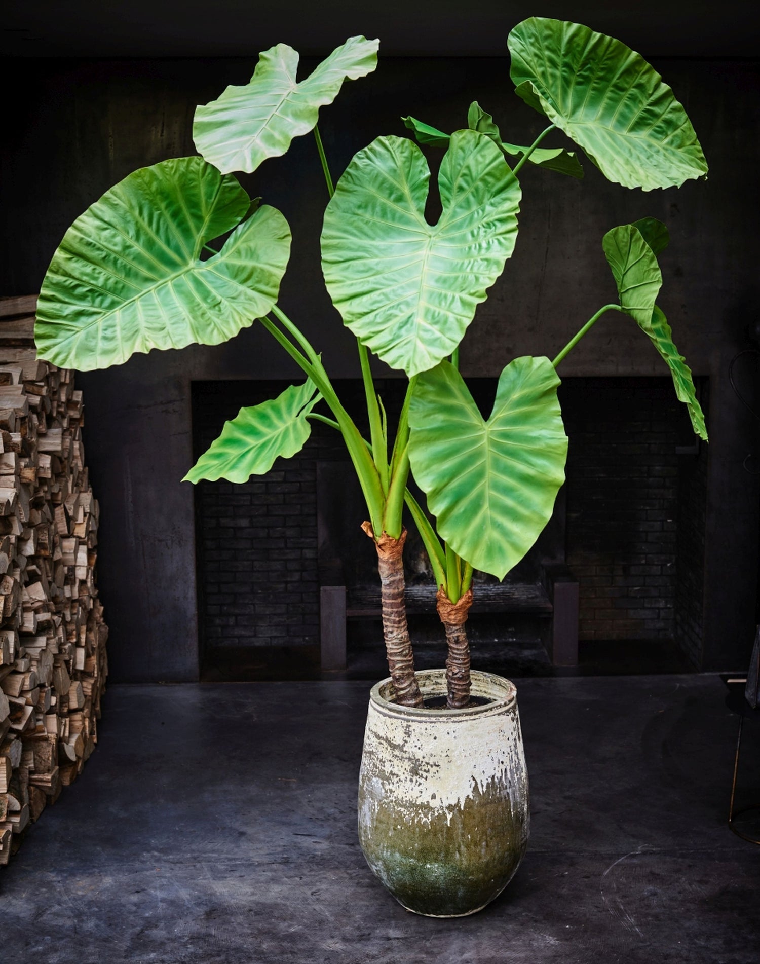 ALOCASIA  GRN DK 220 cm