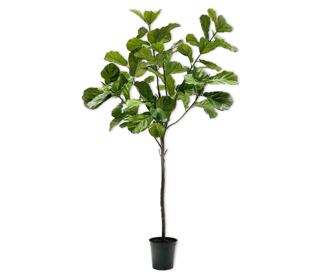 FICUS  GROEN  254 cm