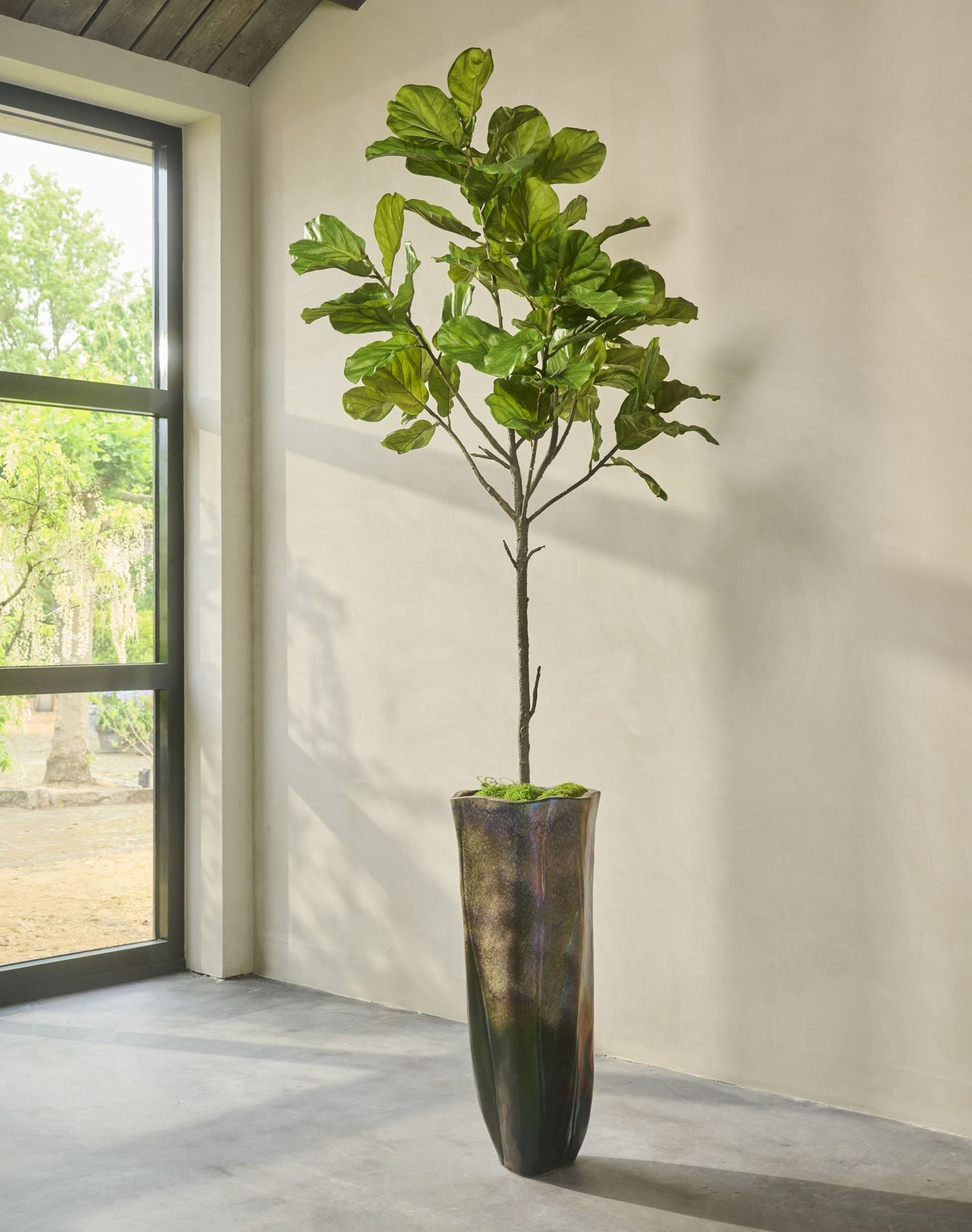 FICUS  GROEN  254 cm