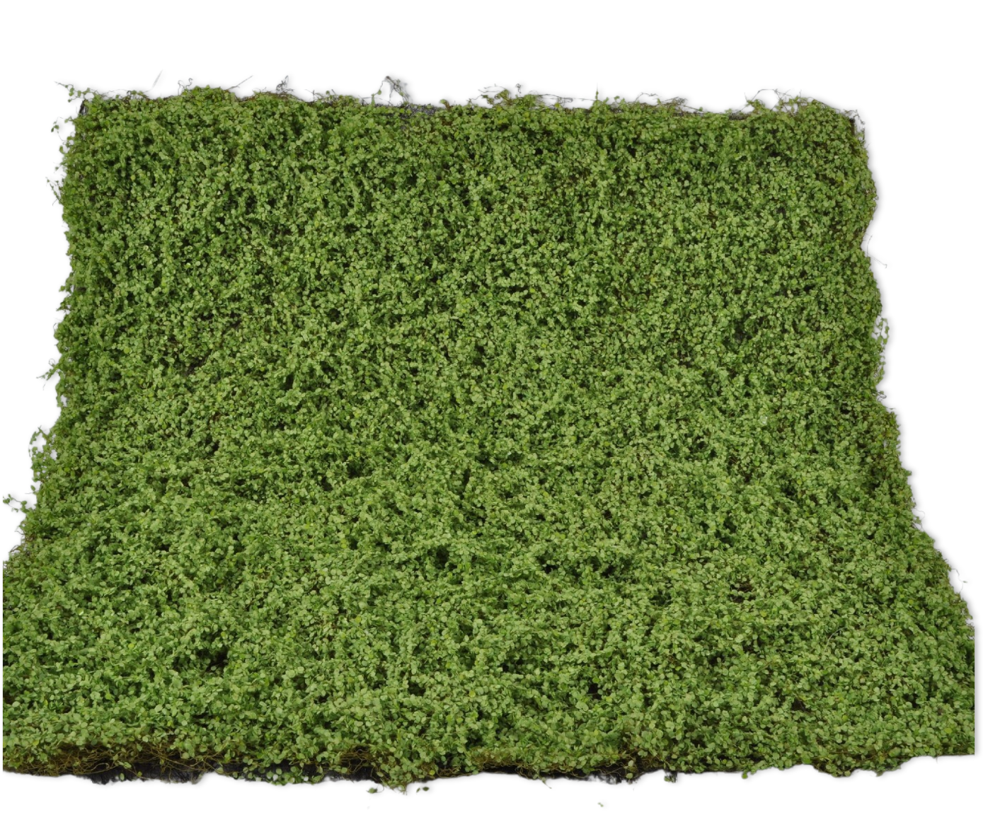 MOS PLAG GROEN 100 cm (set of 4)