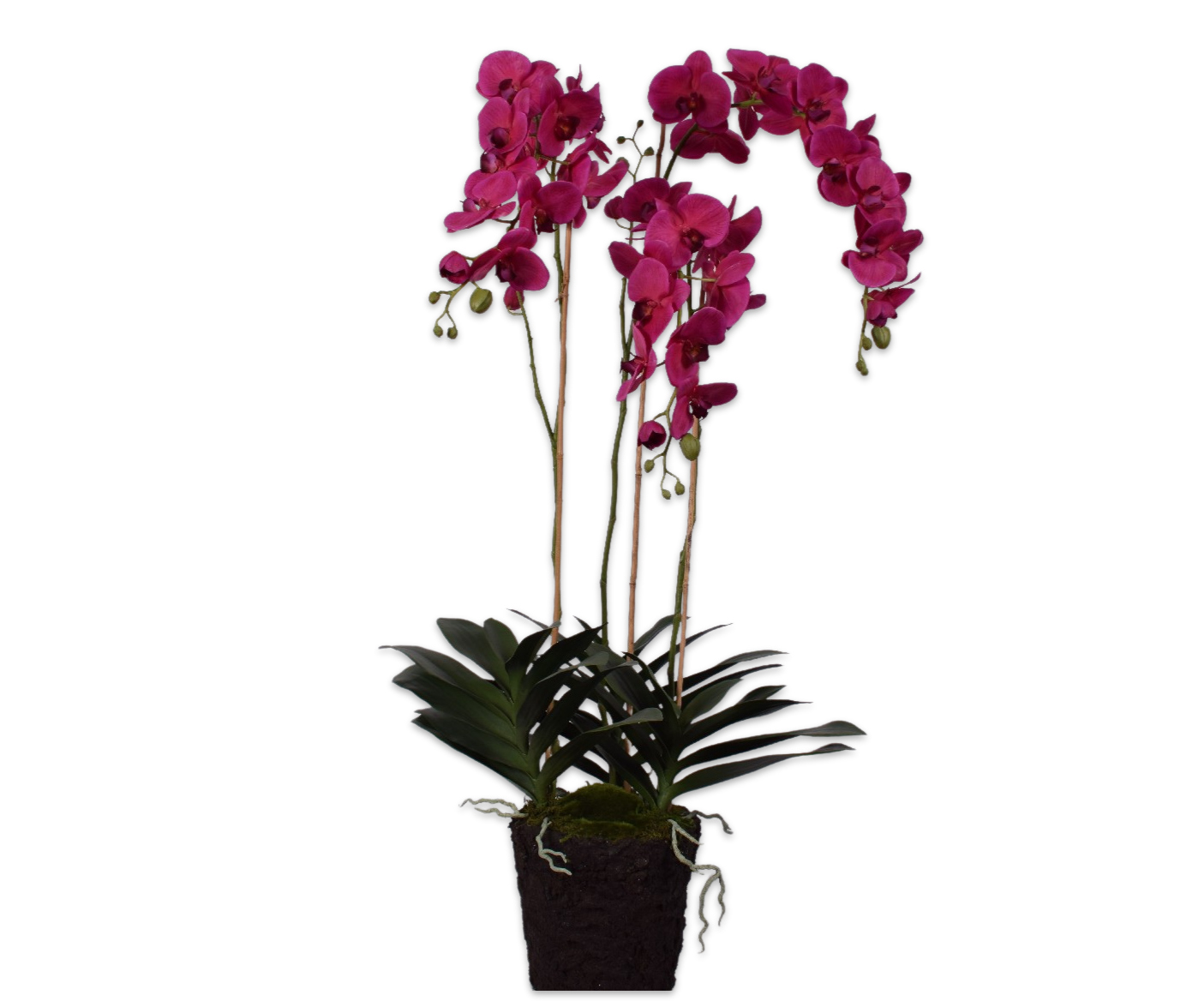 ORCHIDEE POT BEAUTY  128 cm