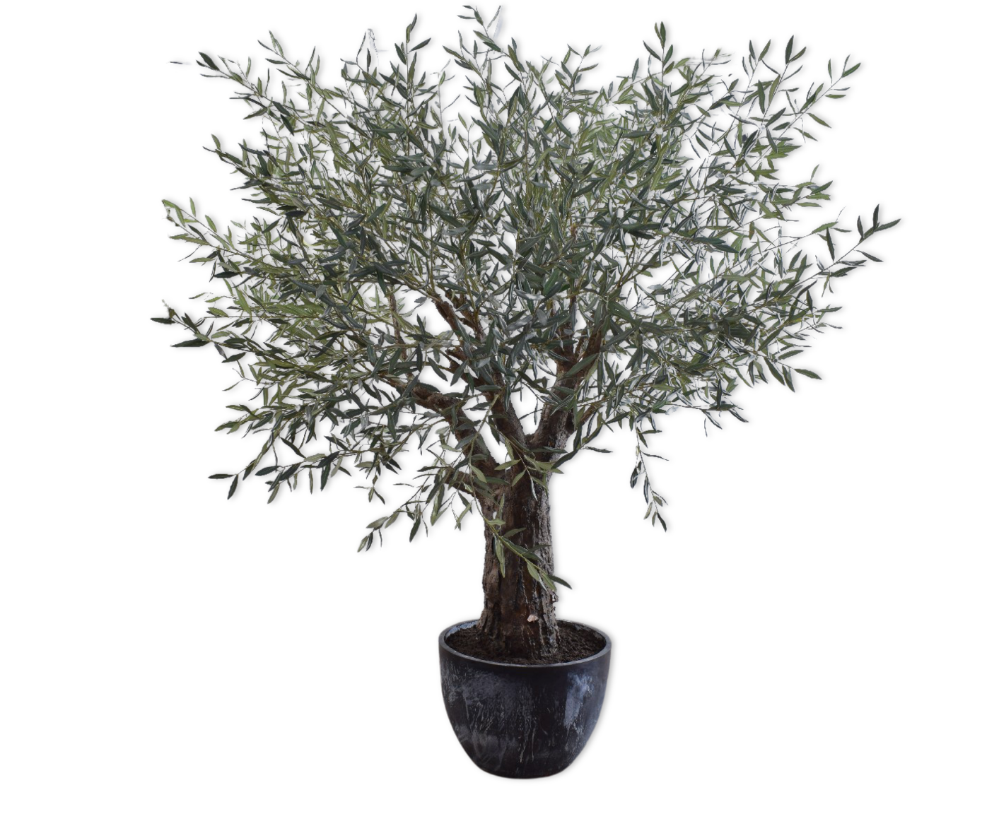 OLIJF BOOM GROEN  240 cm