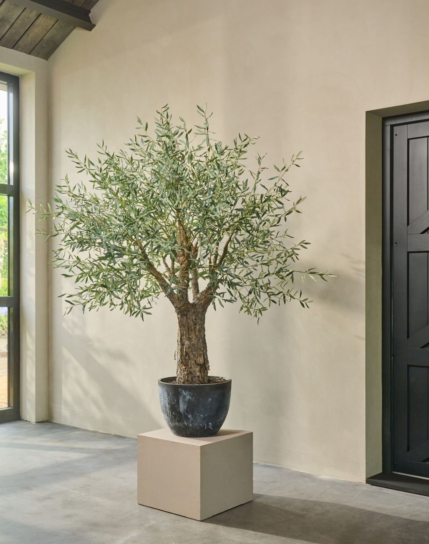 OLIJF BOOM GROEN  240 cm