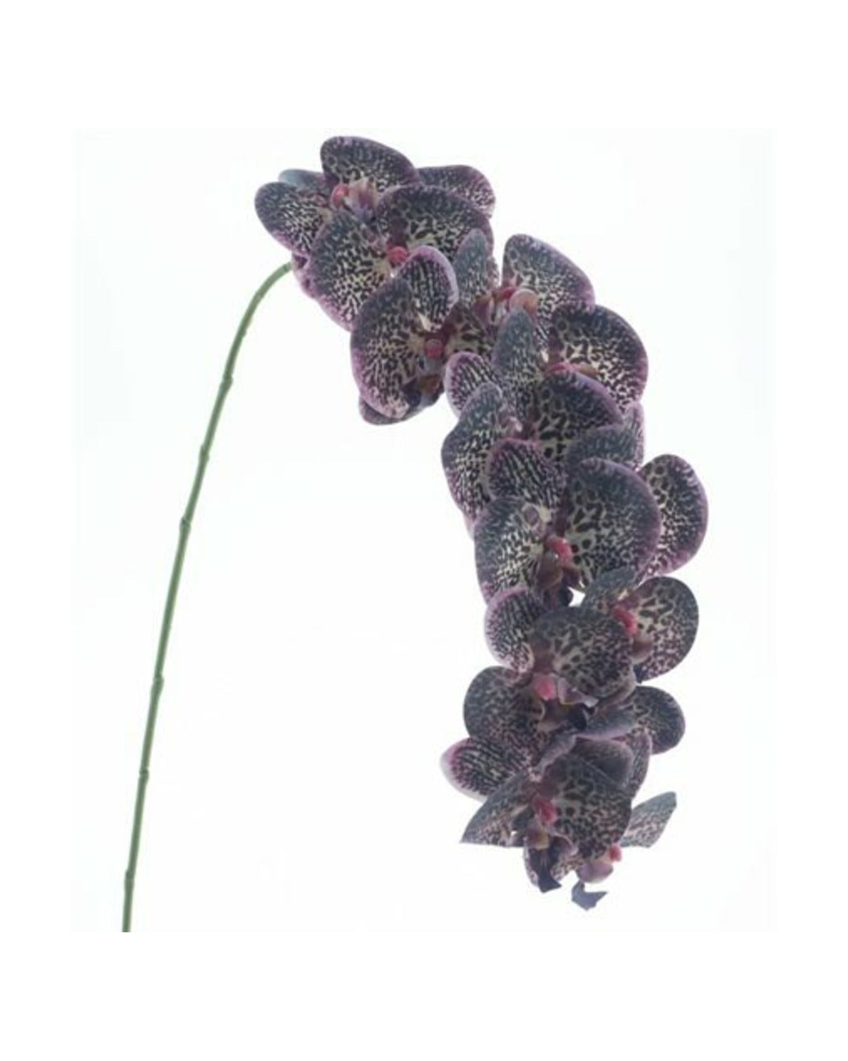 Losse zijden bloem Vlinderorchidee paars real touch 111 cm