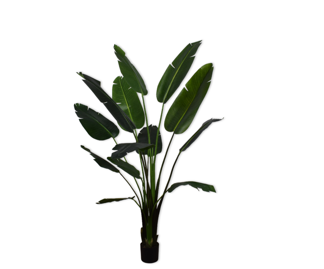 STRELITZIA  GROEN 182 cm