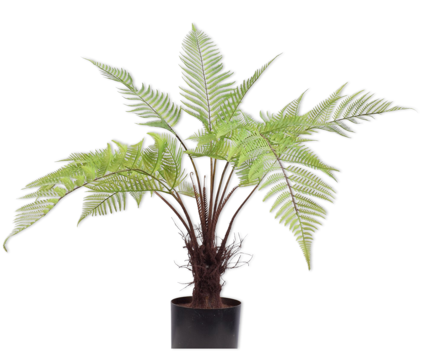 VAREN  GROEN 86 cm