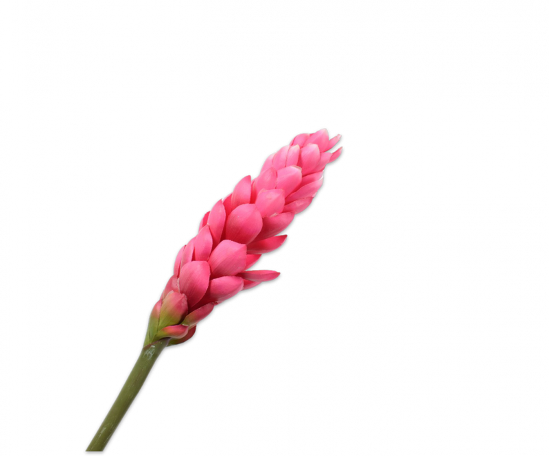 GINGER STEEL BEAUTY 84 cm - Zijden bloem - Kunst bloem -duurzaam