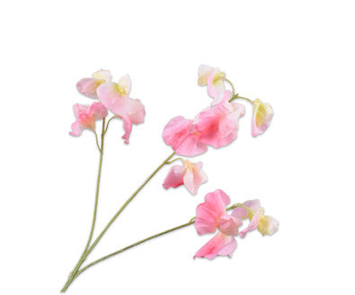 Losse zijdenbloem - Lathyrus  Roz/Cr - 66 cm