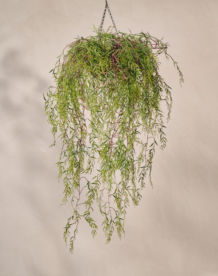 HOYA HANG GROEN 120 cm