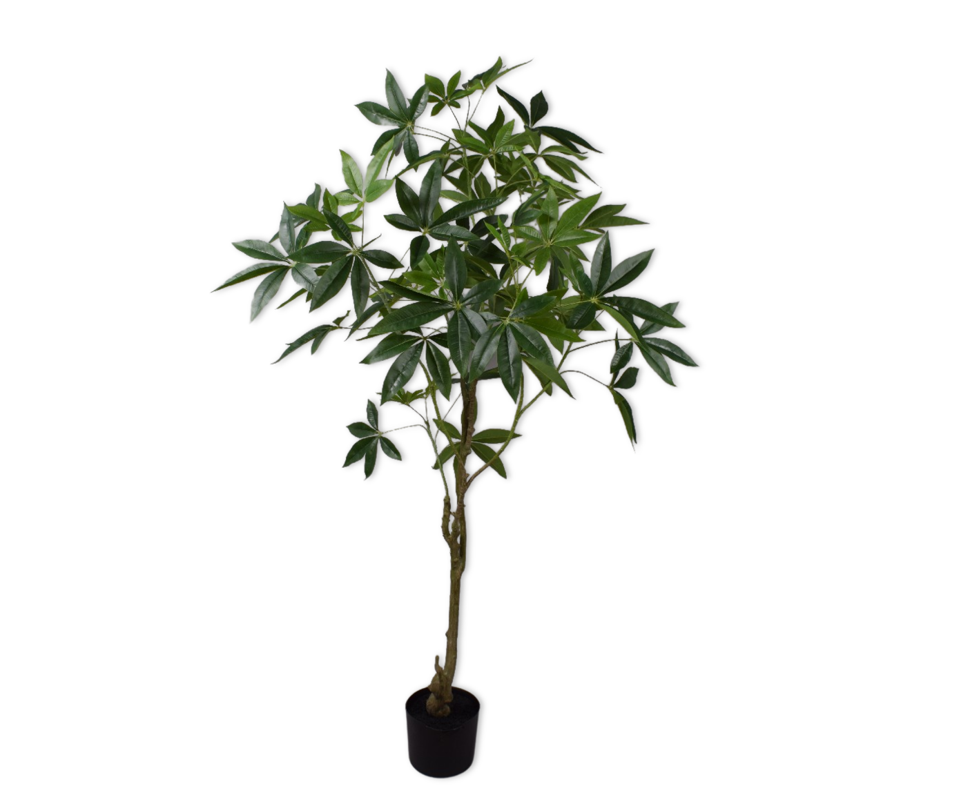 PACHIRA  GROEN 150 cm