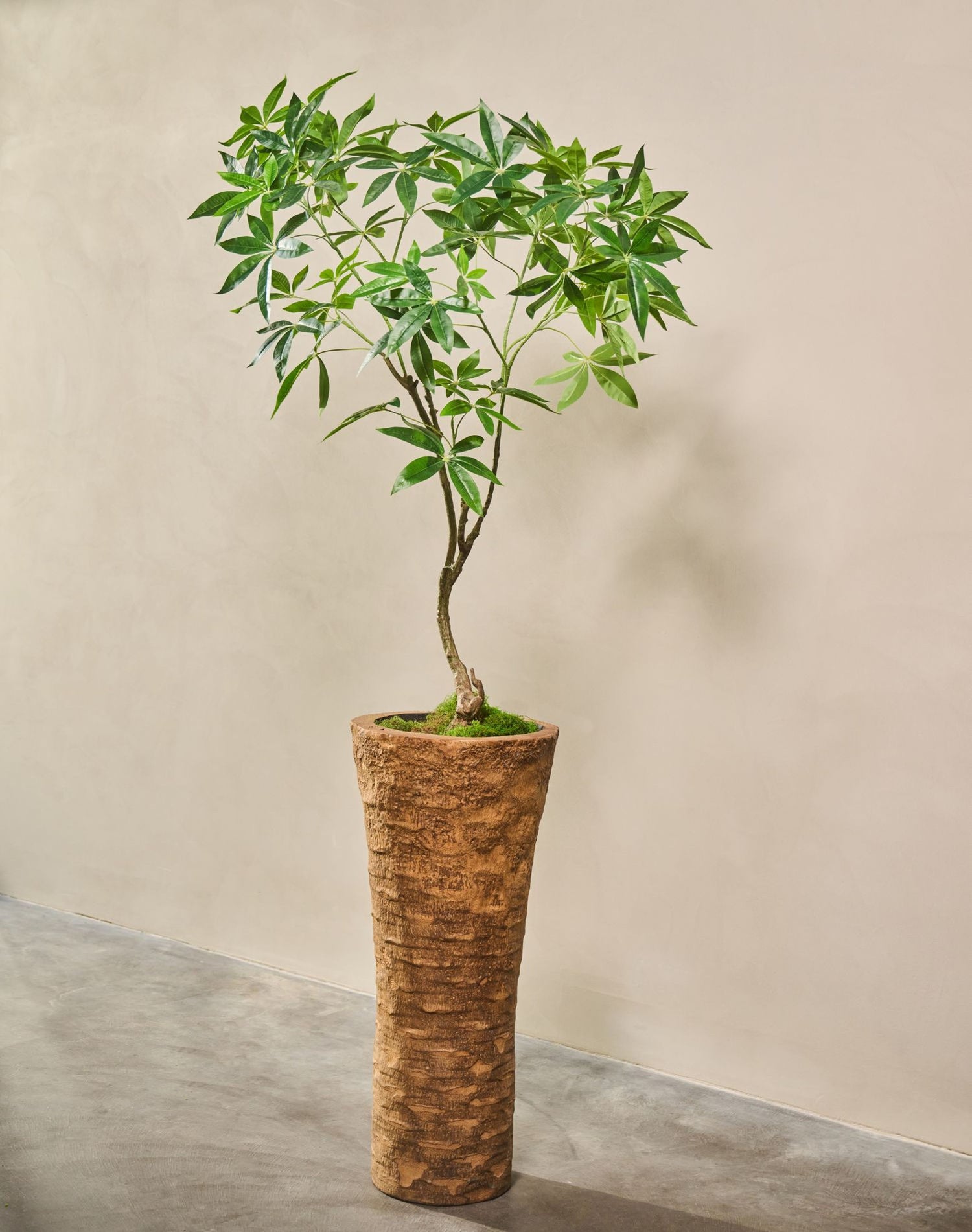 PACHIRA  GROEN 150 cm