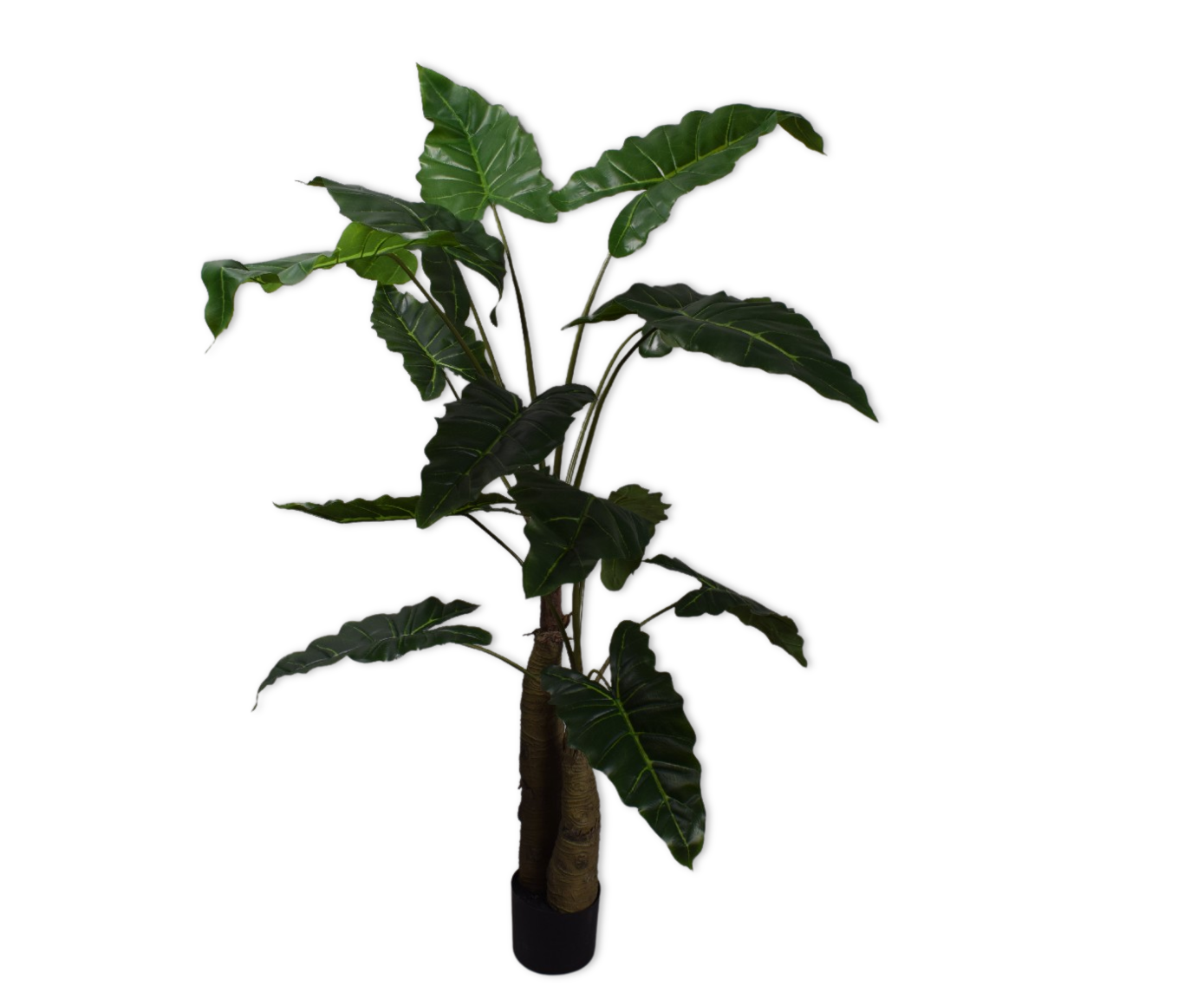 ALOCASIA  GROEN 152 cm