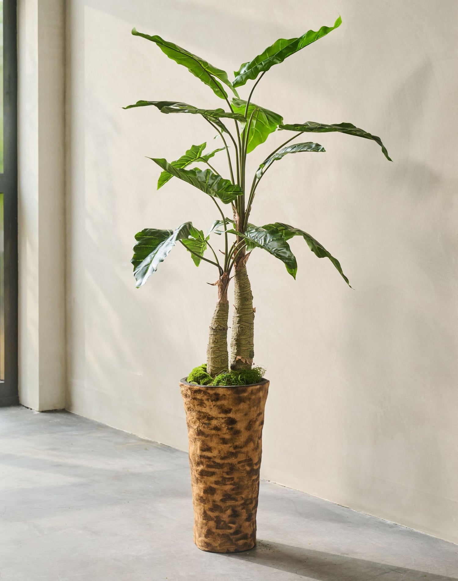 ALOCASIA  GROEN 152 cm