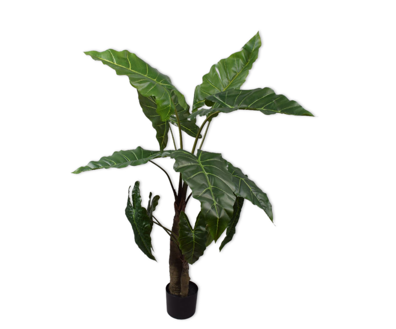 ALOCASIA  GROEN 121 cm