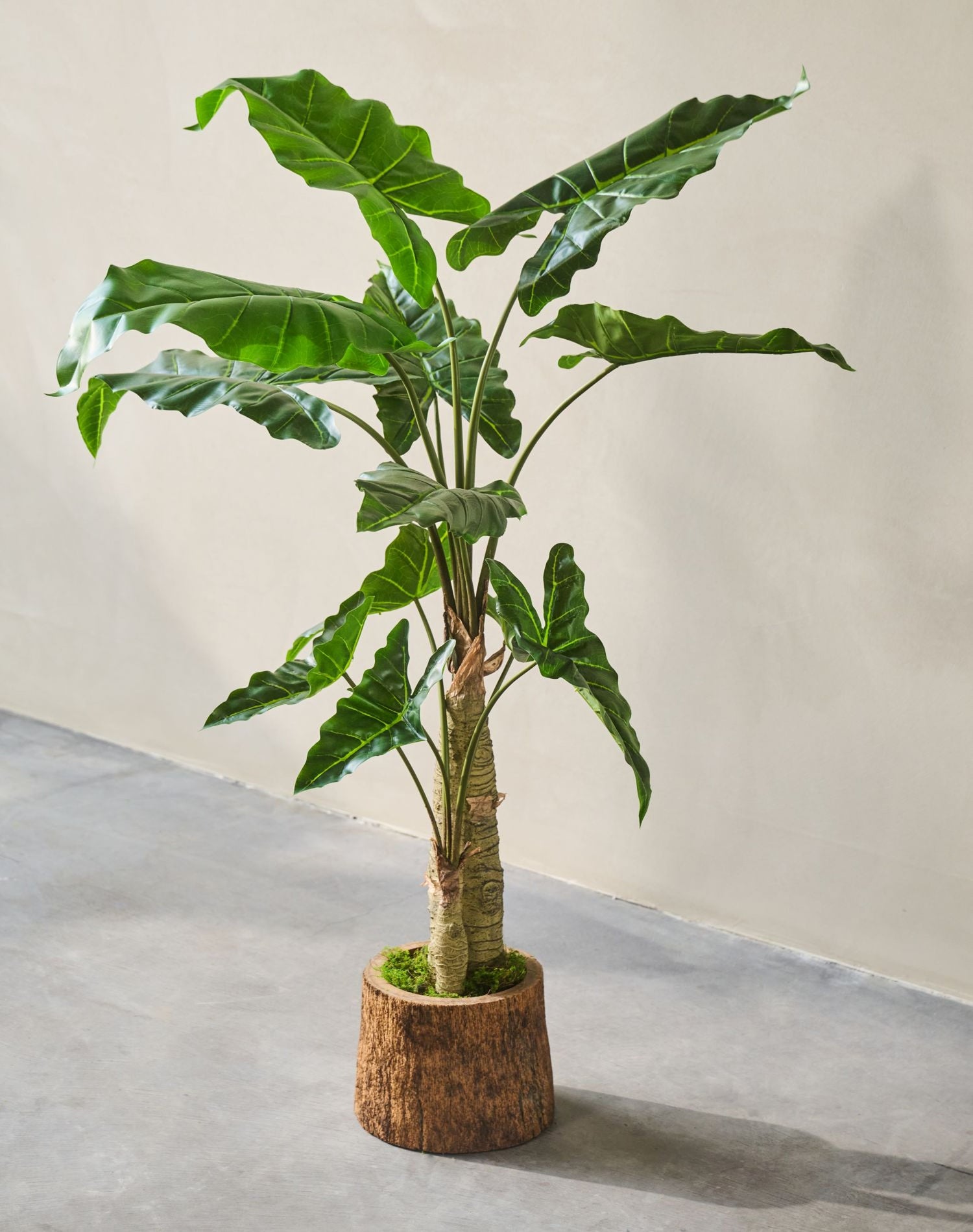 ALOCASIA  GROEN 121 cm