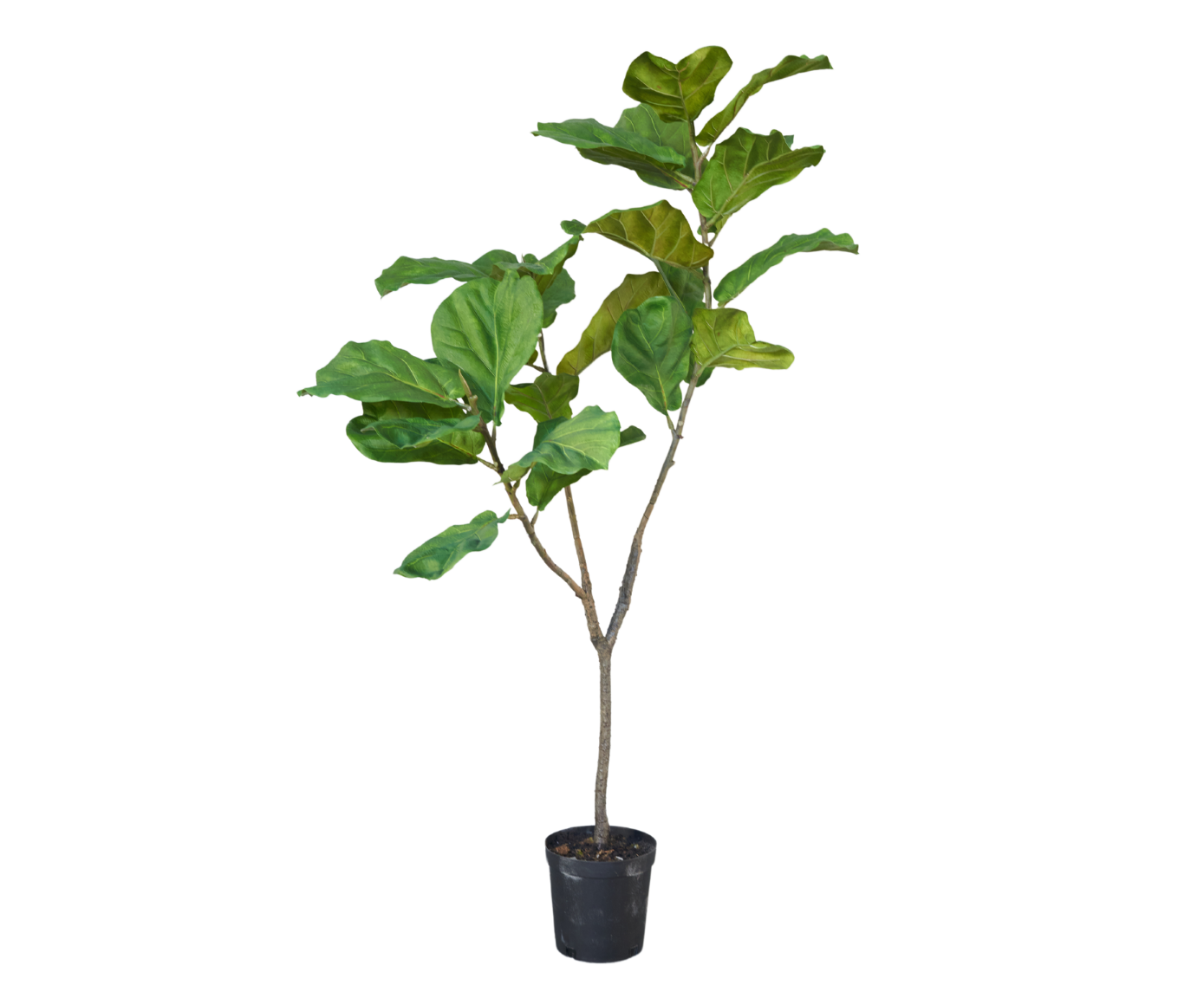 FICUS  GROEN 151 cm