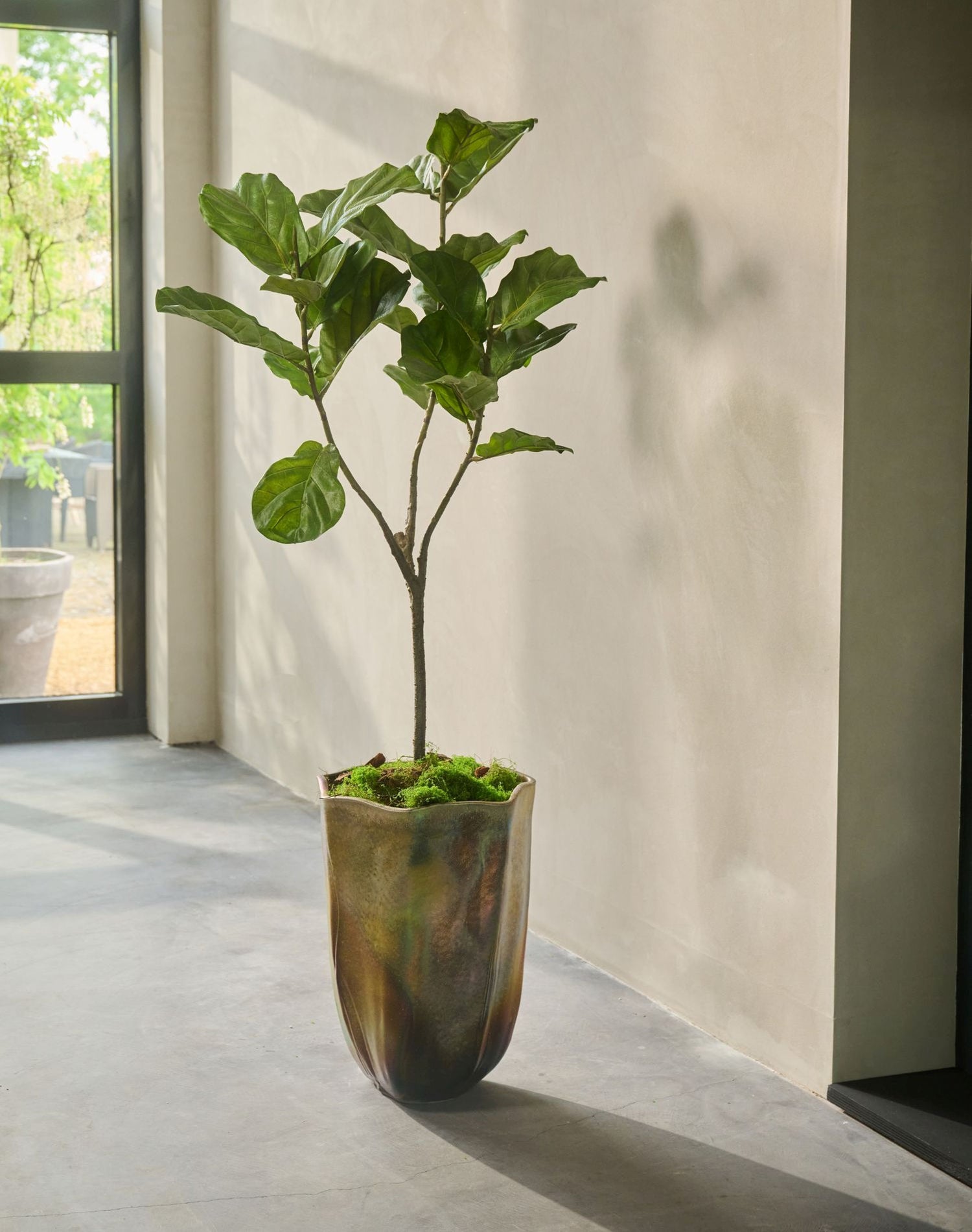 FICUS  GROEN 151 cm