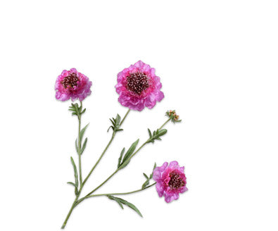 Losse zijdenbloem - Scabiosa  Lila Rt - 80 cm