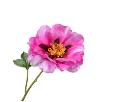 Losse zijdenbloem - Pioen  Beauty Rt - 56 cm