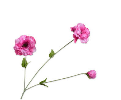 Losse zijdenbloem - Viool  Beauty Rt - 66 cm