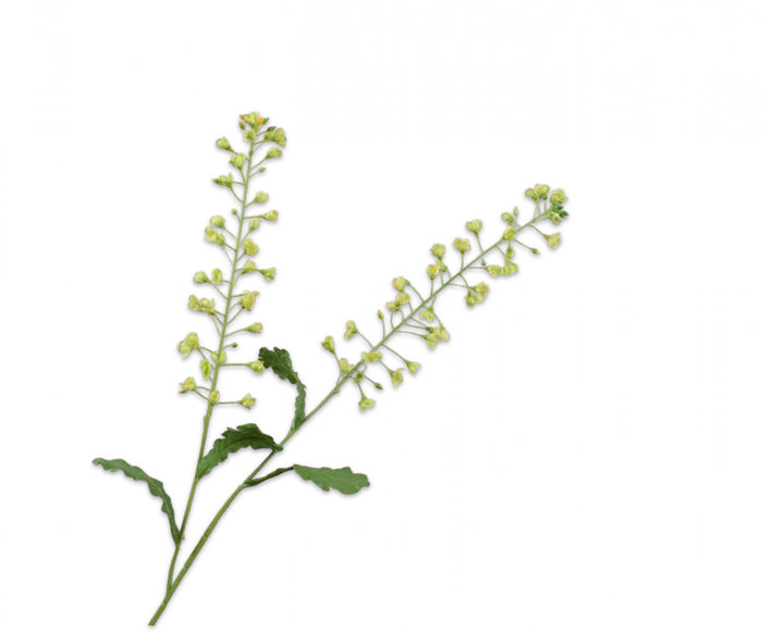 Primula groen 85 cm - Zijden bloem - Kunst bloem -duurzaam