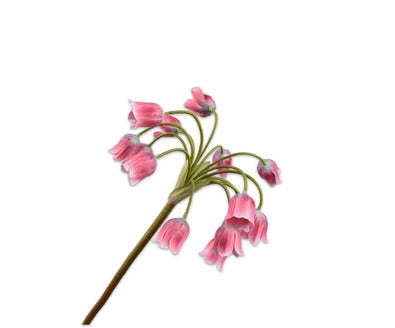 Losse zijdenbloem - Fritillaria  Roz/Br - 68 cm