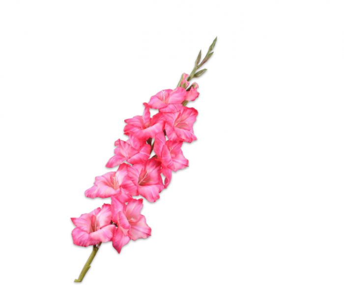GLADIOOL STEEL CR/ROZ 101 cm - Zijden bloem - Kunst bloem - 101 cm - duurzaam