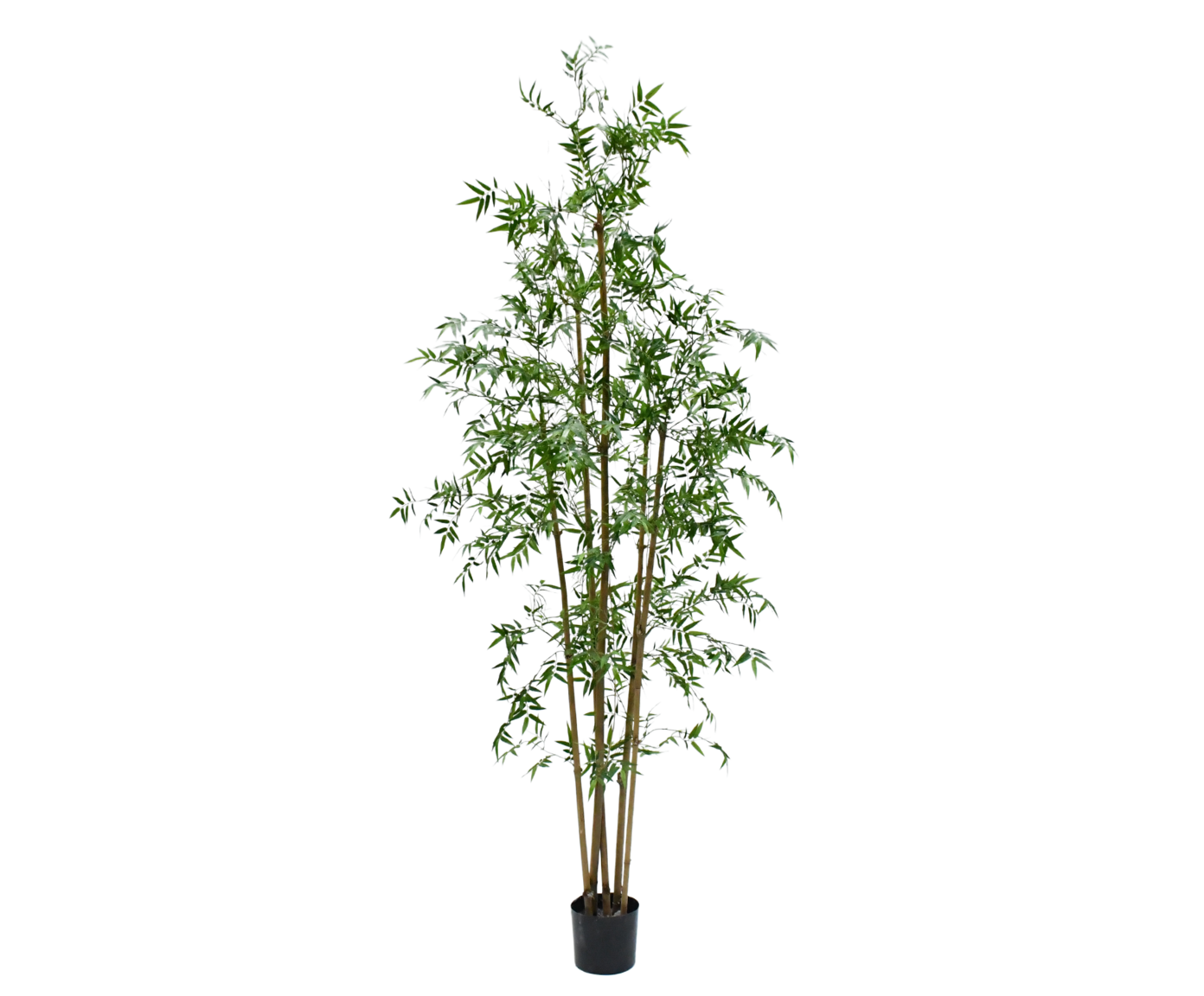 BAMBOE  GROEN  245 cm